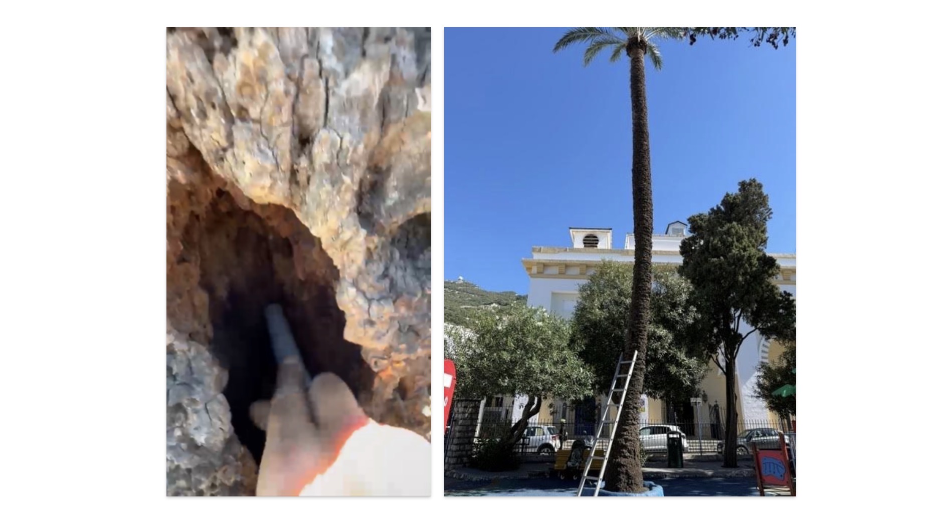 Date Palm To Be Removed From Cathedral Square Playground